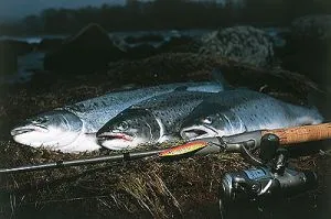 Hansen Fight 12g green/yellow holo