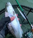 Westin ST5 Soft Fluorocarbon 9,2kg 0,38 mm 30m