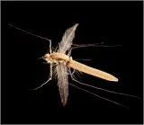 DVD - The Fish & The Fly 3 Terrestrials (Landinsekten )